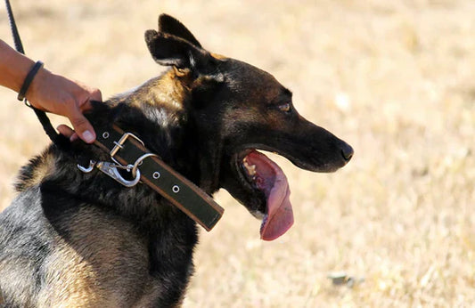 🐾 5 Simple Ways to Stop Dog Leash Pulling
